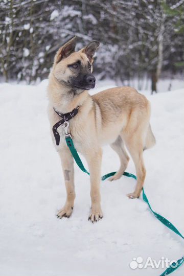 Молодой пес в добрые руки