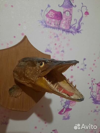 Чучело головы щуки