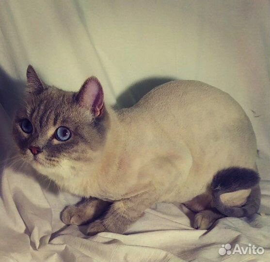 Стрижка кошек и собак у вас дома