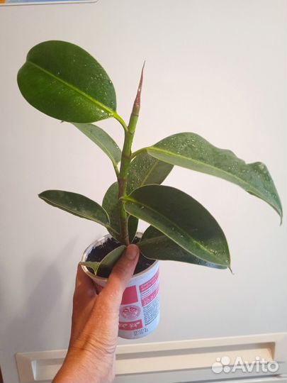 Фикус, филодендрон