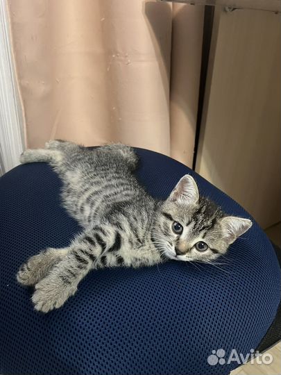 Котенок