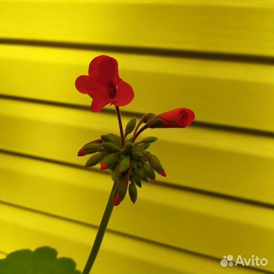 Герань пеларгония, Декабрист, Сансевиерия