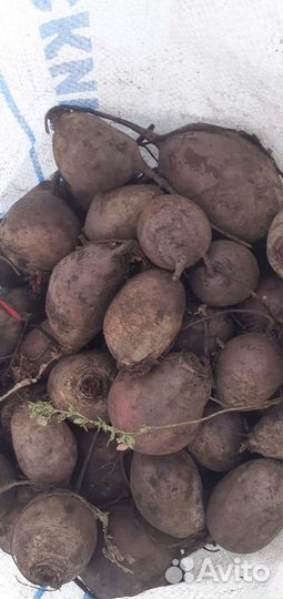 Продать овощи оптом