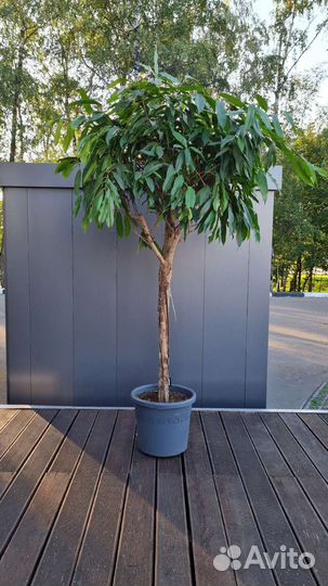 Фикус Амстел Кинг дерево