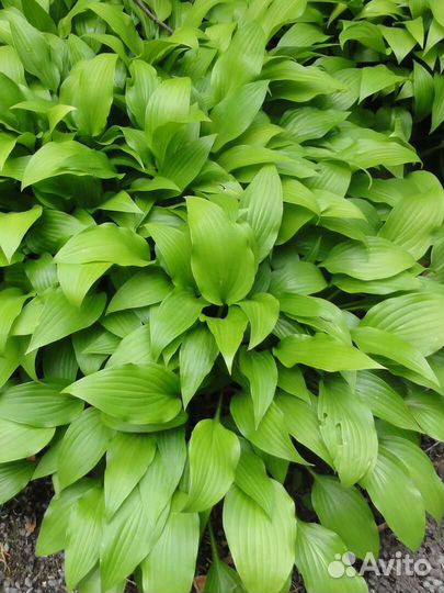 Вербена, Китайская гвоздика, хоста