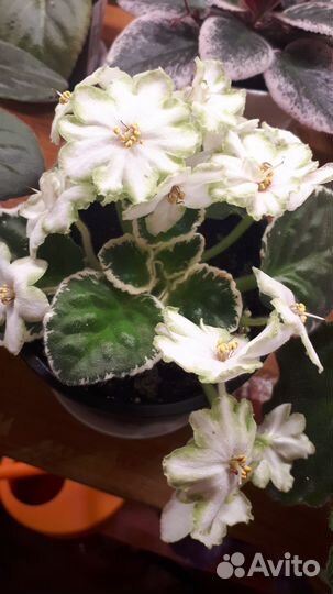 Сортовые фиалки