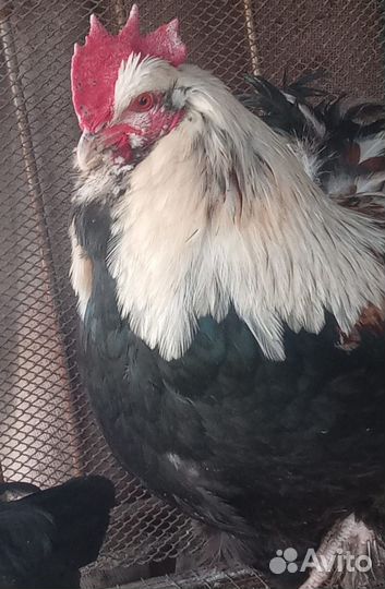 Инкубационное яйцо породистых кур