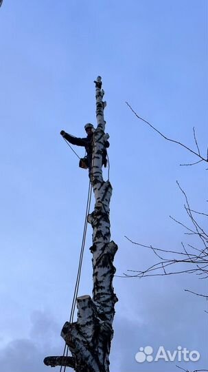 Спилить дерево на участке