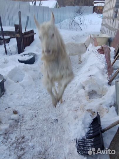Козел