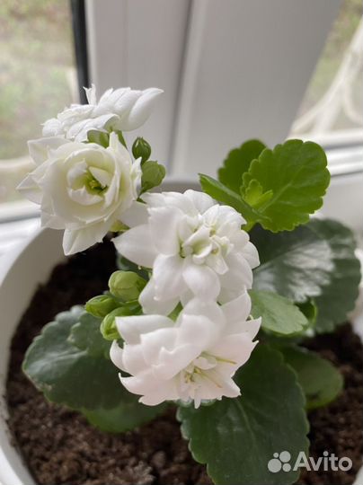 Каланхоэ белый