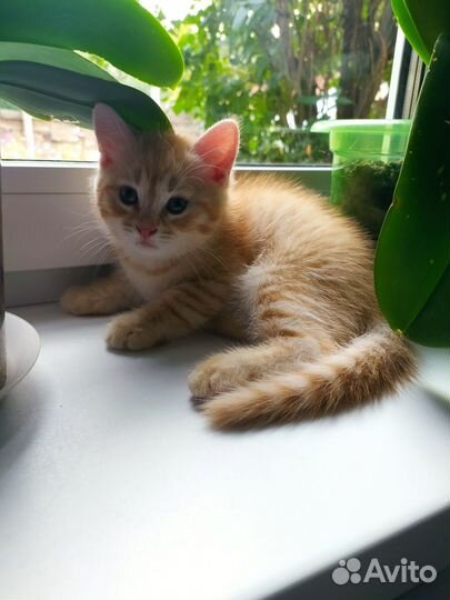 Котята