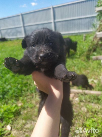 Собака в добрые руки щенок