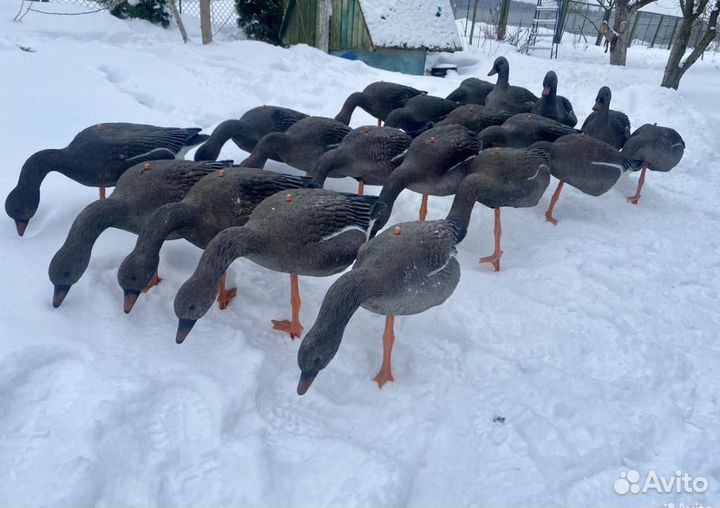 Чучела гуся sport plast