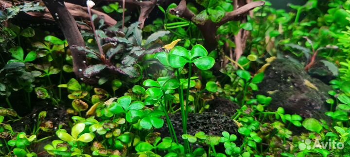 Аквариумные растения