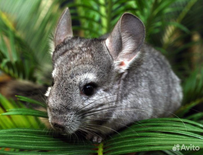 Малютки Шиншиллы