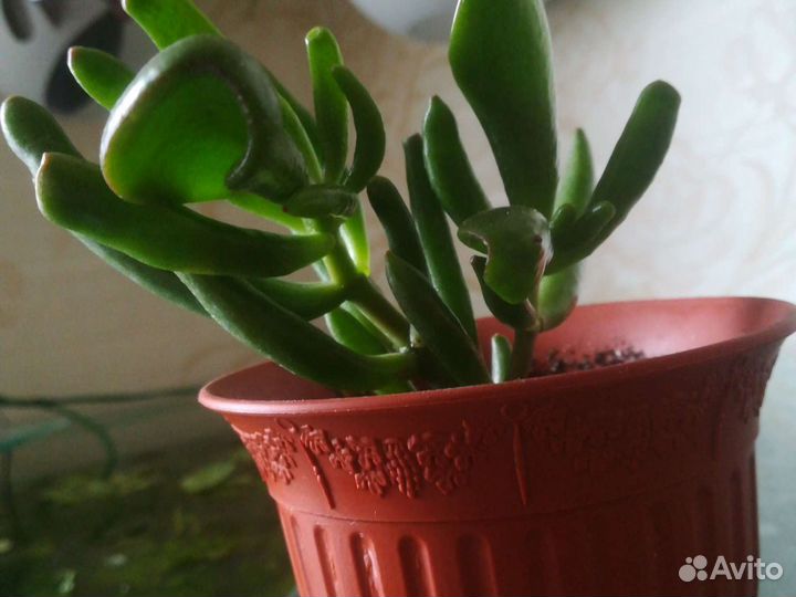 Толстянка трубчатая(крассула авата хоббит)