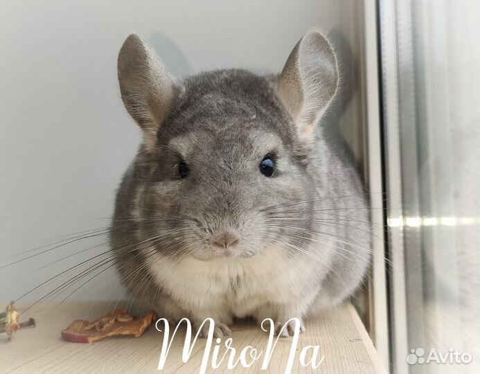 Шиншиллы. Редкие окрасы, Ангоры