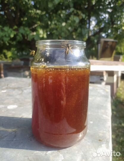 Мед цветочный разнотравье опт