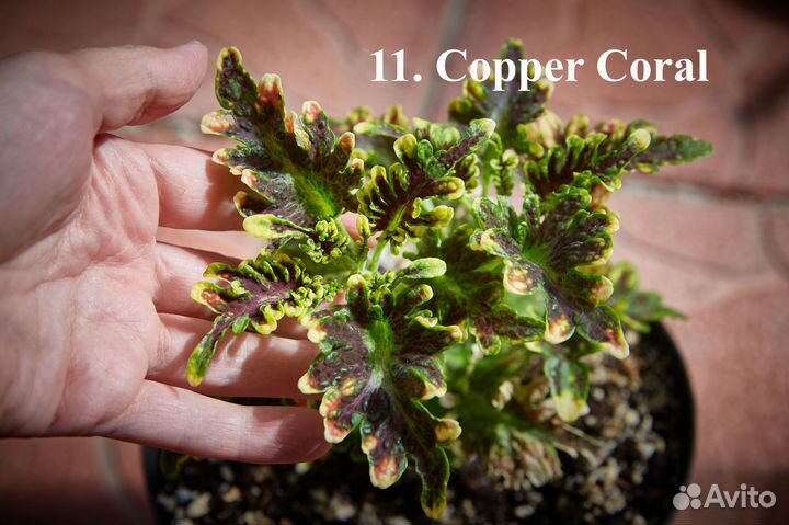 Колеусы 40 сортов