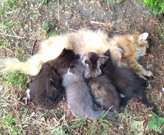 Котята ищут добрых хозяев