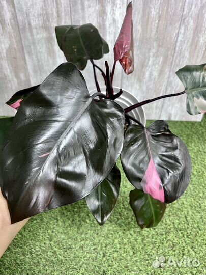 Филодендрон