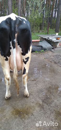 Корова дойная