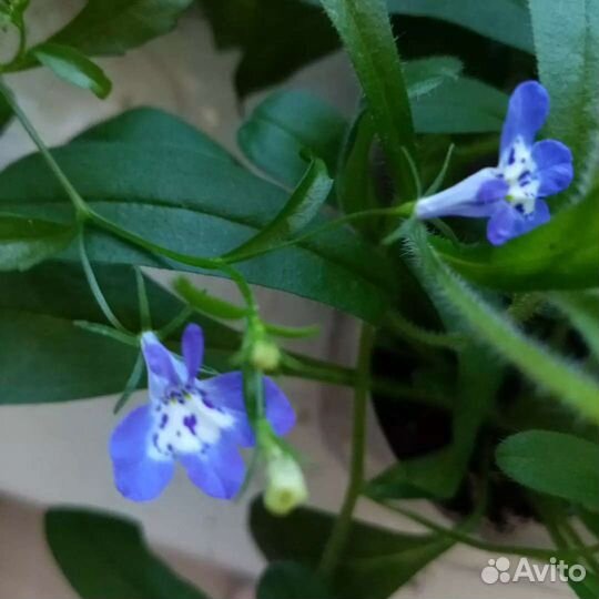 Лобелия разных цветов