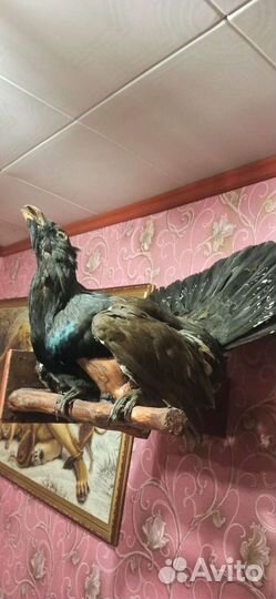 Чучело глухаря