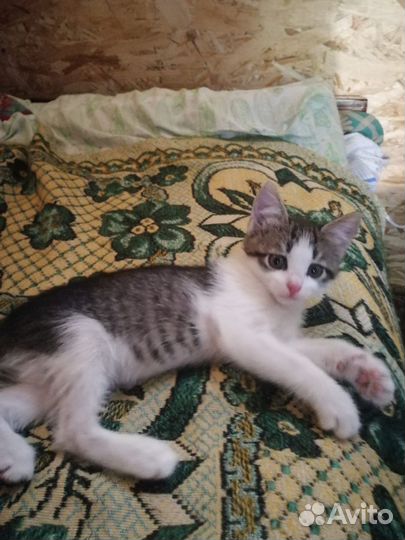 Котята