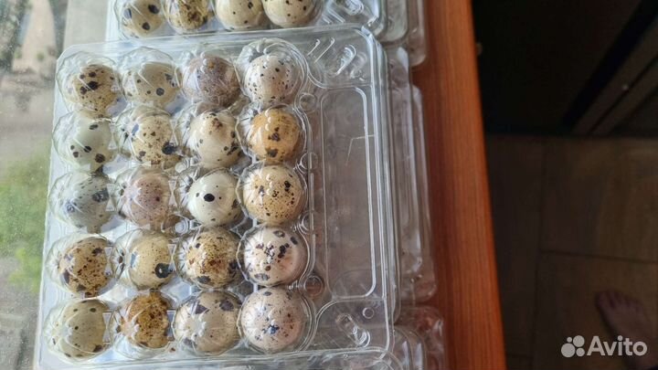 Яйца перепелиные домашние