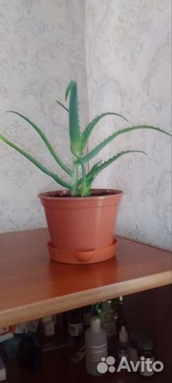 Алое 2х летний лечебный