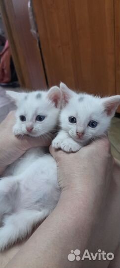 Котята помесь с британцем