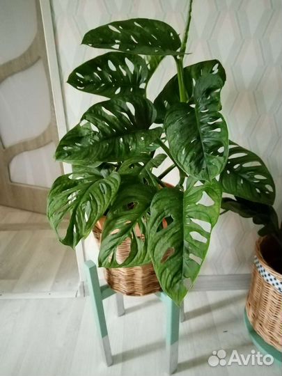 Монстера манки маск