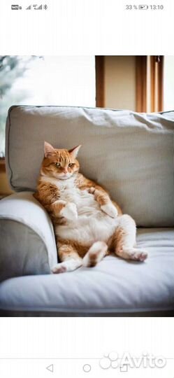 Передержка кошек и собак