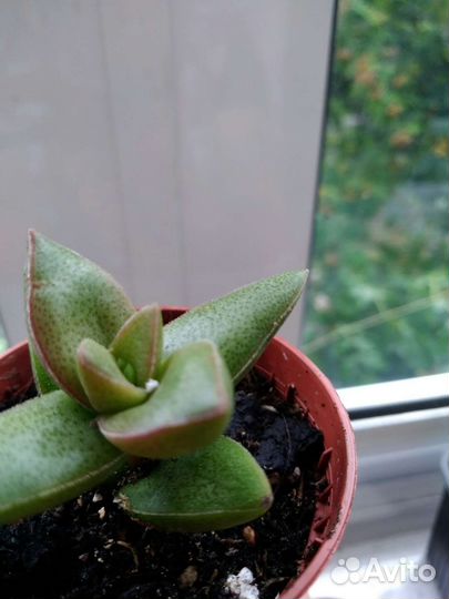 Суккуленты