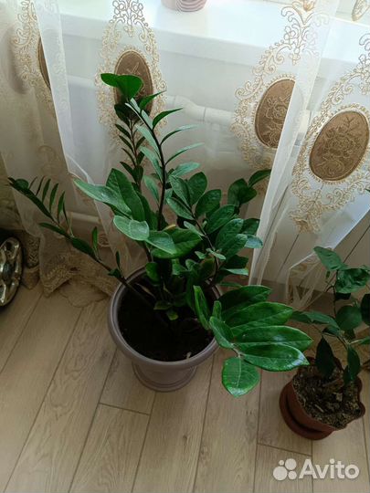 Продам цветы комнатные