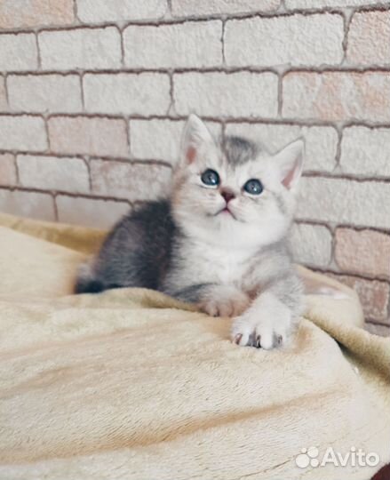 Шотландские котята