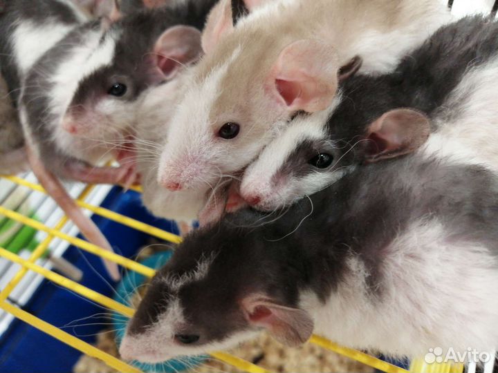 Крысята крыски Дамбо рекс крысы