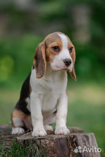 Щенки бигль - девочка