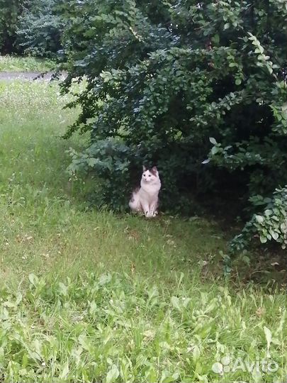 Найден кот