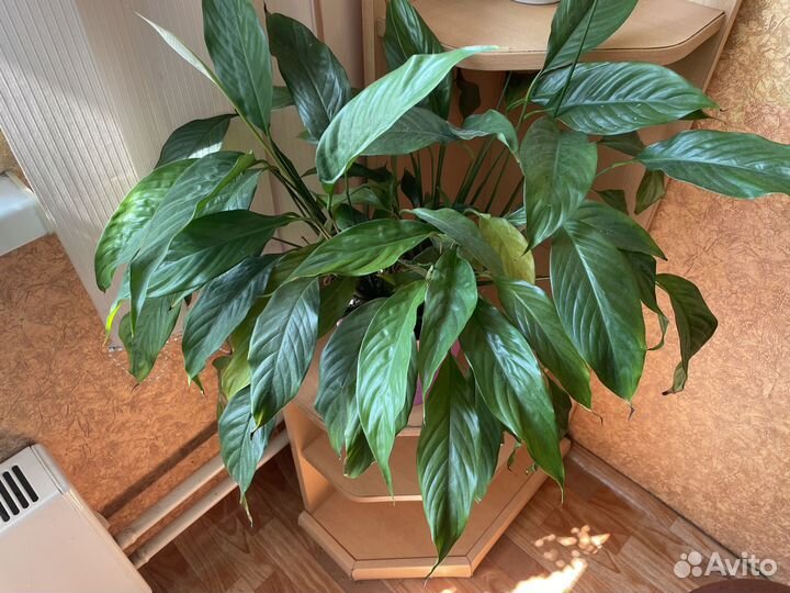 Цветок женское счастье