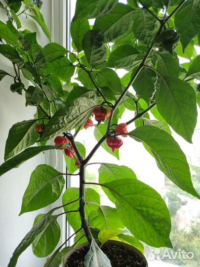 Перец Каролина Рипер свежие плоды