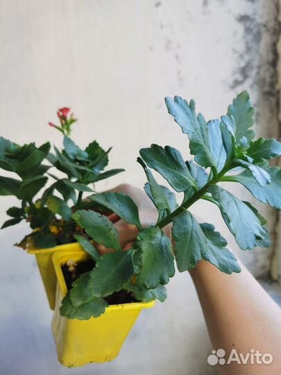 Каланхоэ цветущие красный оранжевый