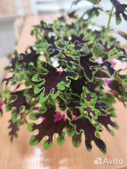 Колеусы сортовые