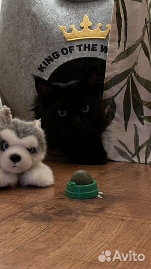 Передержка домашних животных