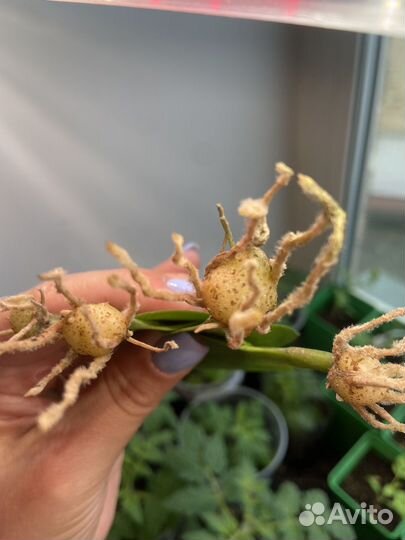 Замиокулькас