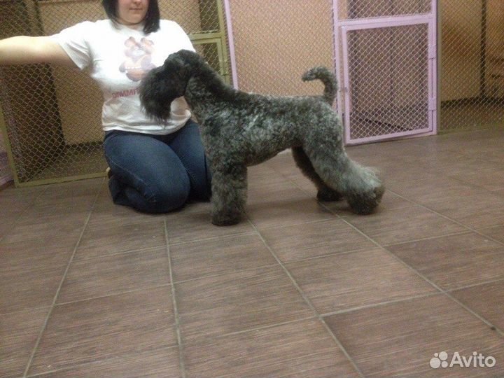 Стрижка животных