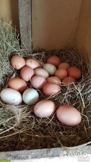 Инкубационное яйцо кур и индоуток