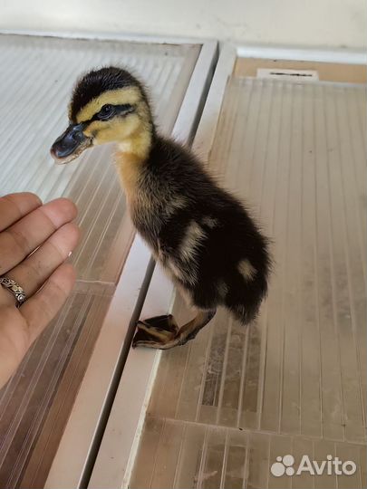 Утята руанской утки