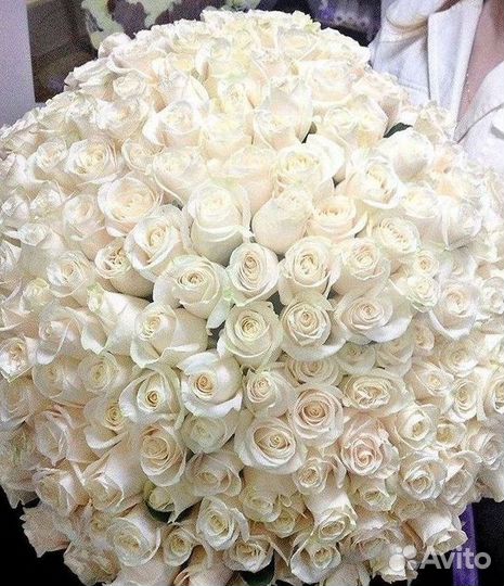 Высокие розы